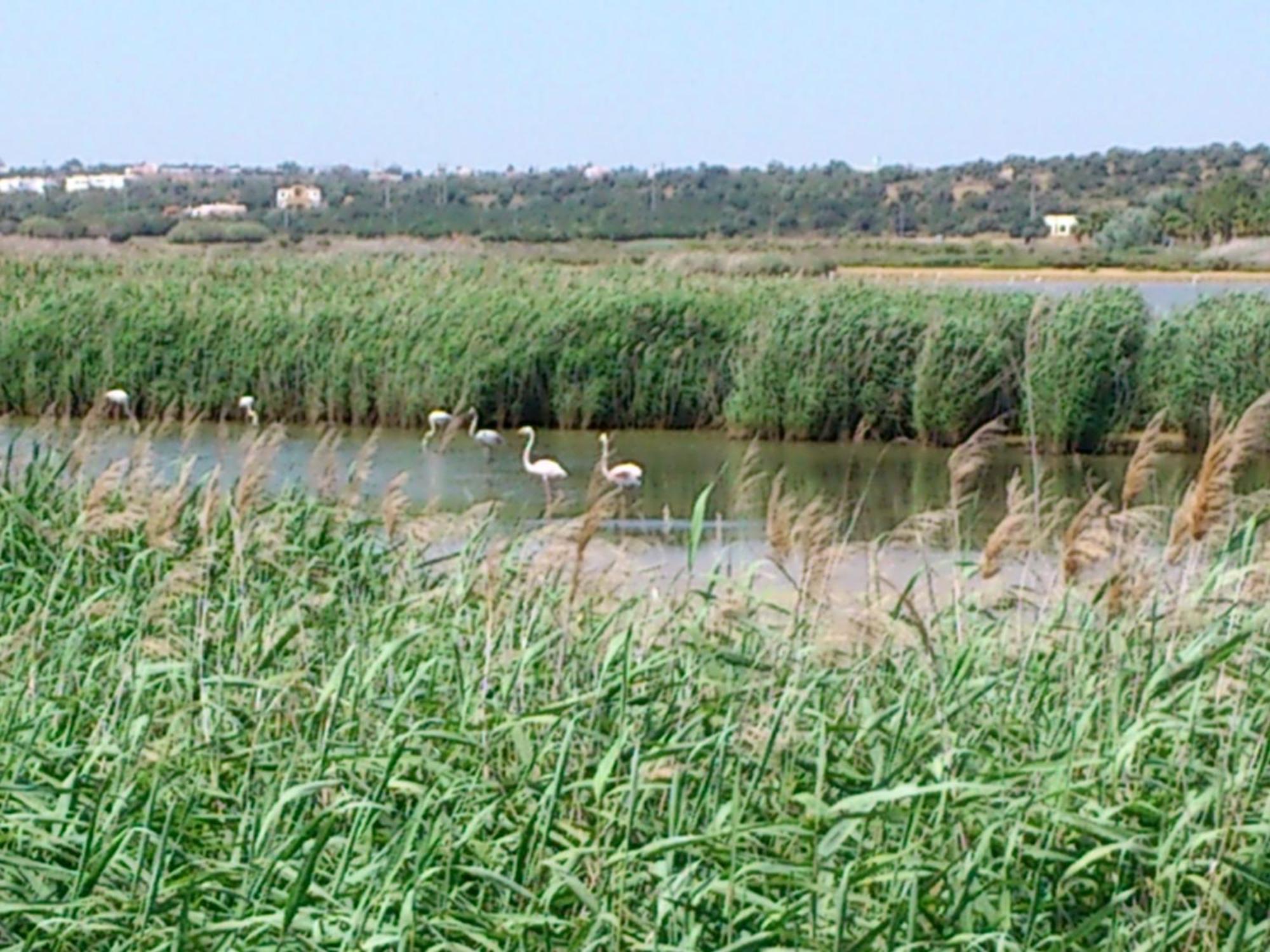 Bayside Salgados Aparthotel Albufeira Exteriör bild